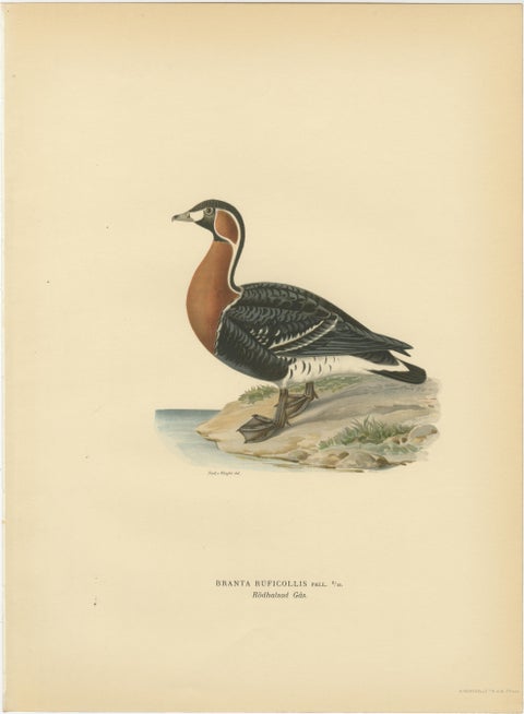 Antique Scandinavian Goose Lithographs Set of 4, Svenska Fåglar, Sweden 1929, view 4