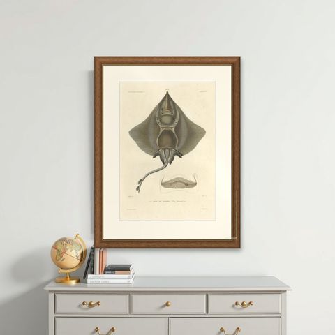 Antique Print of Arctic Skate or Gaimard’s Ray, Hand-Colored Lithograph, 1854, shown framed on a wall