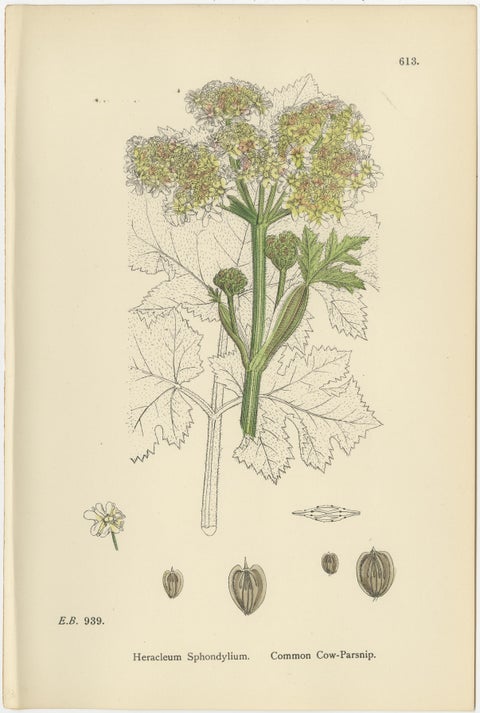 Four Antique English Botanical Herb Prints, Elegant Green Umbellifers, 1902, view 5