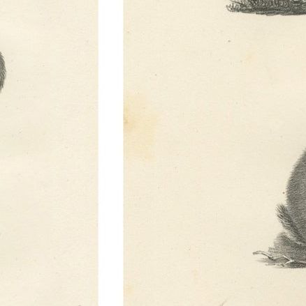 Antique Rodents & Hares Lithographs, Rabbits, Guinea Pig & Jerboa c.1830, close-up 6