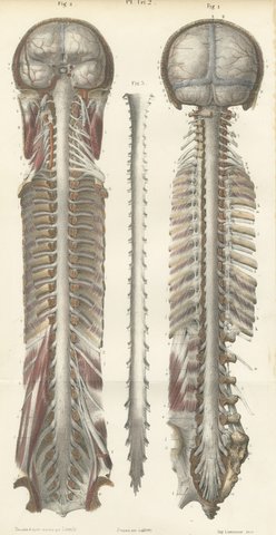 Brain and Spinal Cord in Situ, Hirschfeld Double Folding Plate, 1866