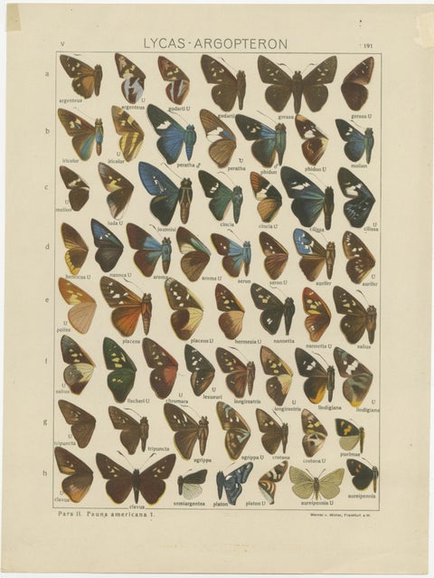Set of 2 Antique Prints of Butterflies of Africa and America, Published in 1910, view 3