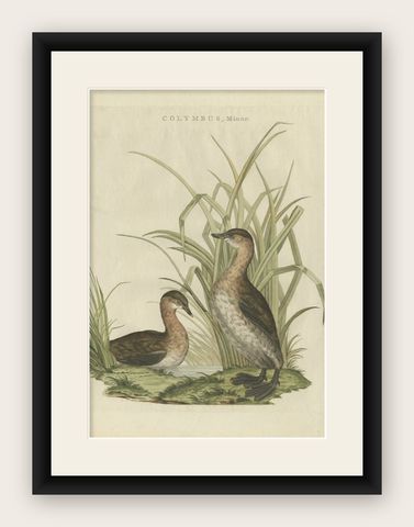 Antique Bird Print of the Little Grebe by Sepp & Nozeman, 1797, shown framed