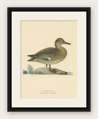 Whistles on the Wing: The European Teal by Magnus von Wright, 1929, shown framed