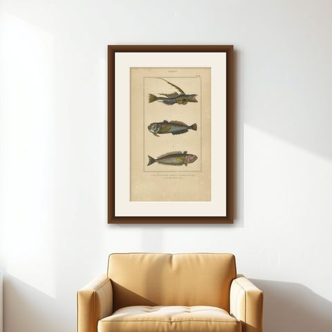 Antique Print of the Common Dragonet and Other Fish Species, circa 1844, shown framed on a wall