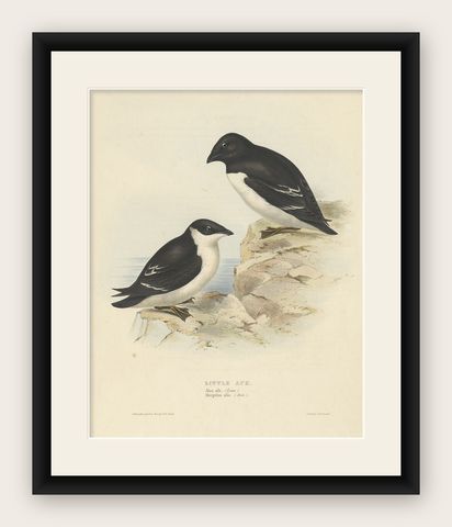 Old Bird Print Depicting the Little Auk by Gould, 1832, shown framed