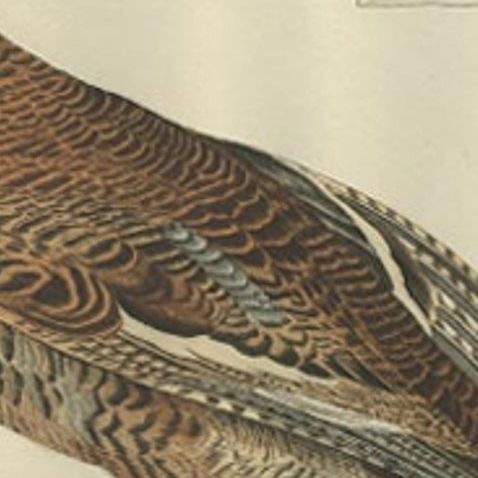 Antique Bird Print of the Female Black Grouse by Sepp & Nozeman, 1789, close-up 1