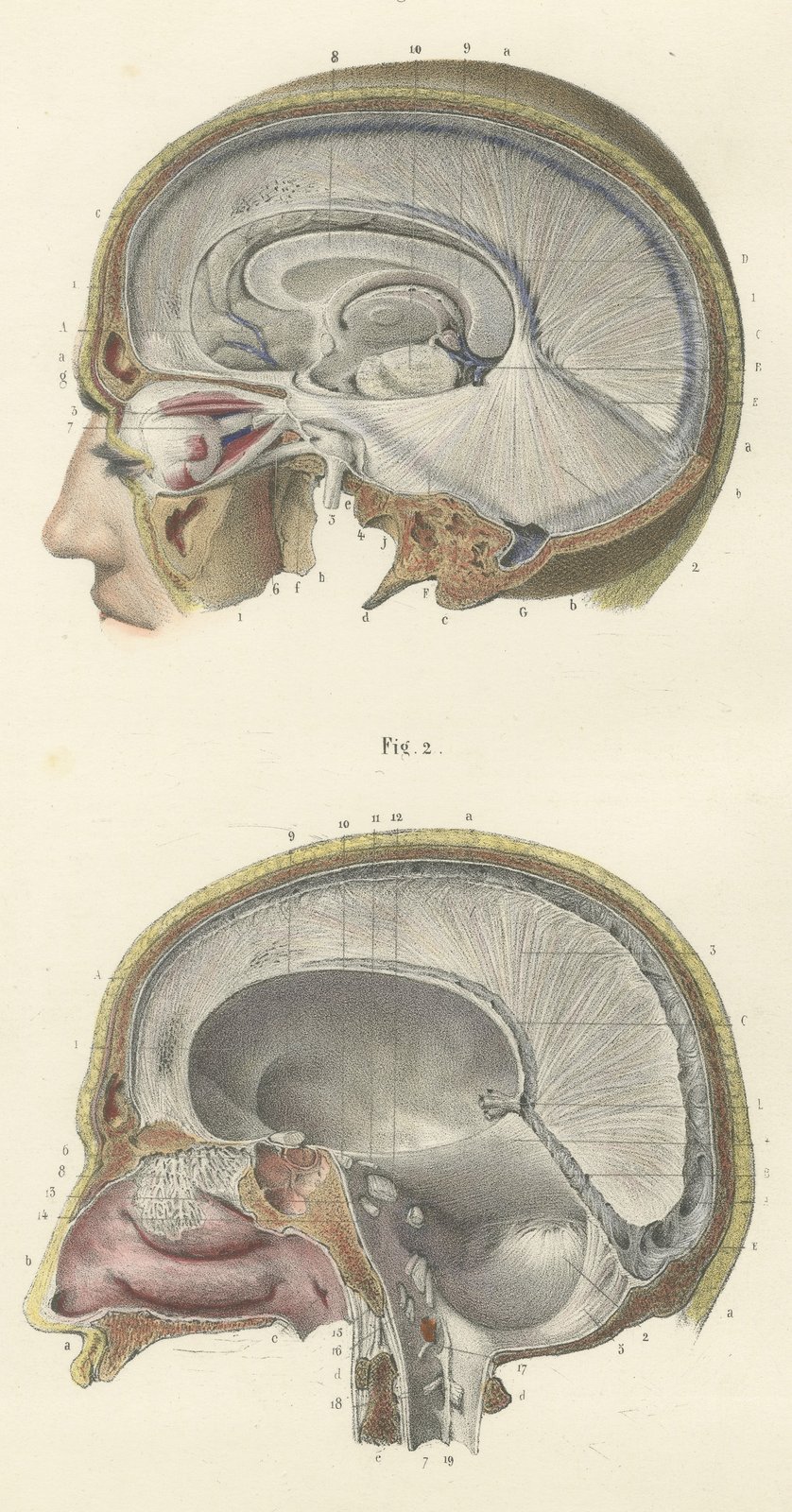 Median Sagittal Sections of the Head, Antique Hirschfeld Anatomy Print, 1866