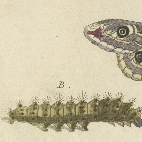 Garden Tiger Moth and Emperor Moth, Antique Bertuch Print, Vienna, circa 1805, close-up 6
