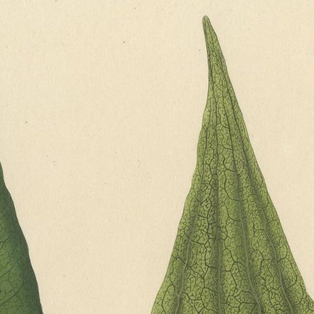 Lushly Handcolored Lithograph of Ferns of Java 'Polypodium', 1829, close-up 1
