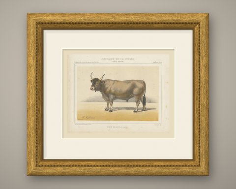 Landaise Ox with Cord Halter, French Cattle Chromolithograph, 1863, shown framed