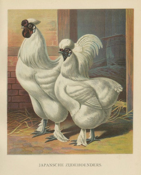 The Enchanting Japanese Silkie Chicken - A Rare 19th Century Poultry Lithograph, close-up 5