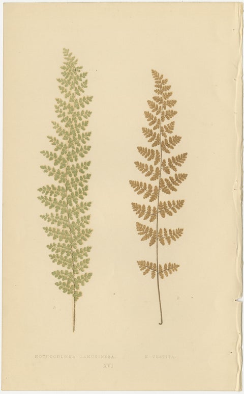 Victorian Fern Botanical Prints, Exotic Decorative Plant Studies Set 1856, view 7