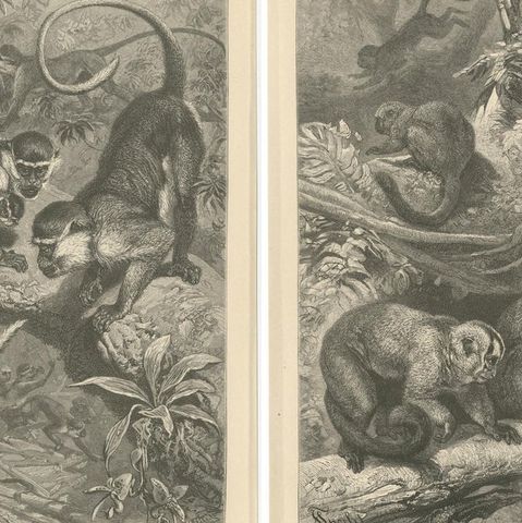 Set of 5 Antique Monkey Prints, Gorilla, Chimpanzee, by Brehm 'c.1890', close-up 1