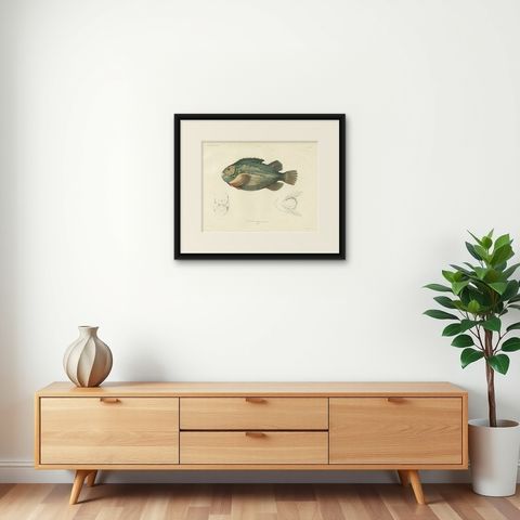 French Fish Illustration, Lumpsucker or Lumpfis, Hand-Colored Litho, 1845, shown framed on a wall