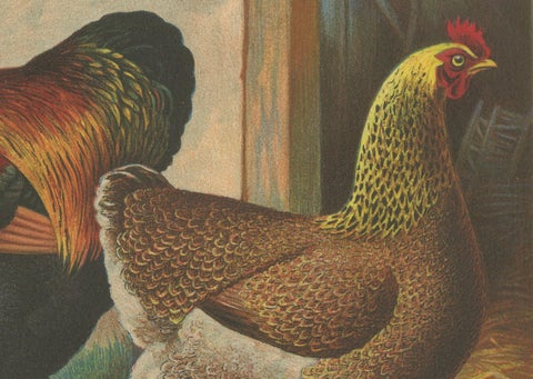 The Magnificent Partridge Cochinchina - A Rare 19th Century Poultry Lithograph, close-up 2