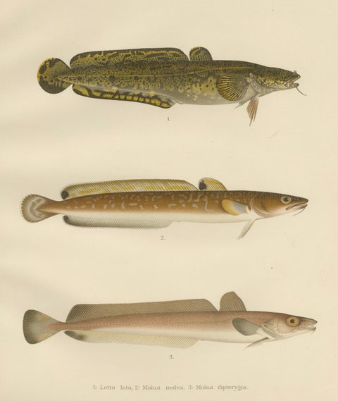 Burbot, Ling, and Blue Ling - Unique Scandinavian Eel-like Fish Lithograph, 1895, close-up 4