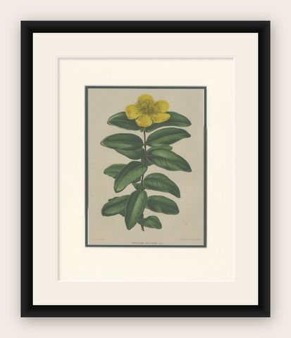 Antique Botany Print of the Hypericum Calycinum by Severeyns 'c.1875', shown framed
