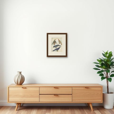 Antique Print of the Standard-Wing and the Trumpet Bird '1950', shown framed on a wall