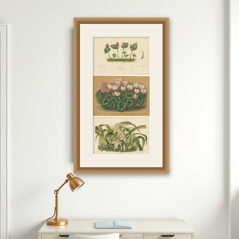 Set of 3 Antique Botany Prints, Orchid, Persian Violet, by Oudemans, circa 1865, shown framed on a wall