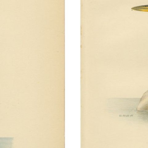 Antique Great Crested Grebe Bird Lithographs Set of 2, Podiceps - 1929, close-up 2