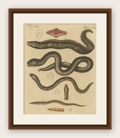 Antique Print of Various Marine Life Including Gymnothorax Afer or Dark Moray, shown framed