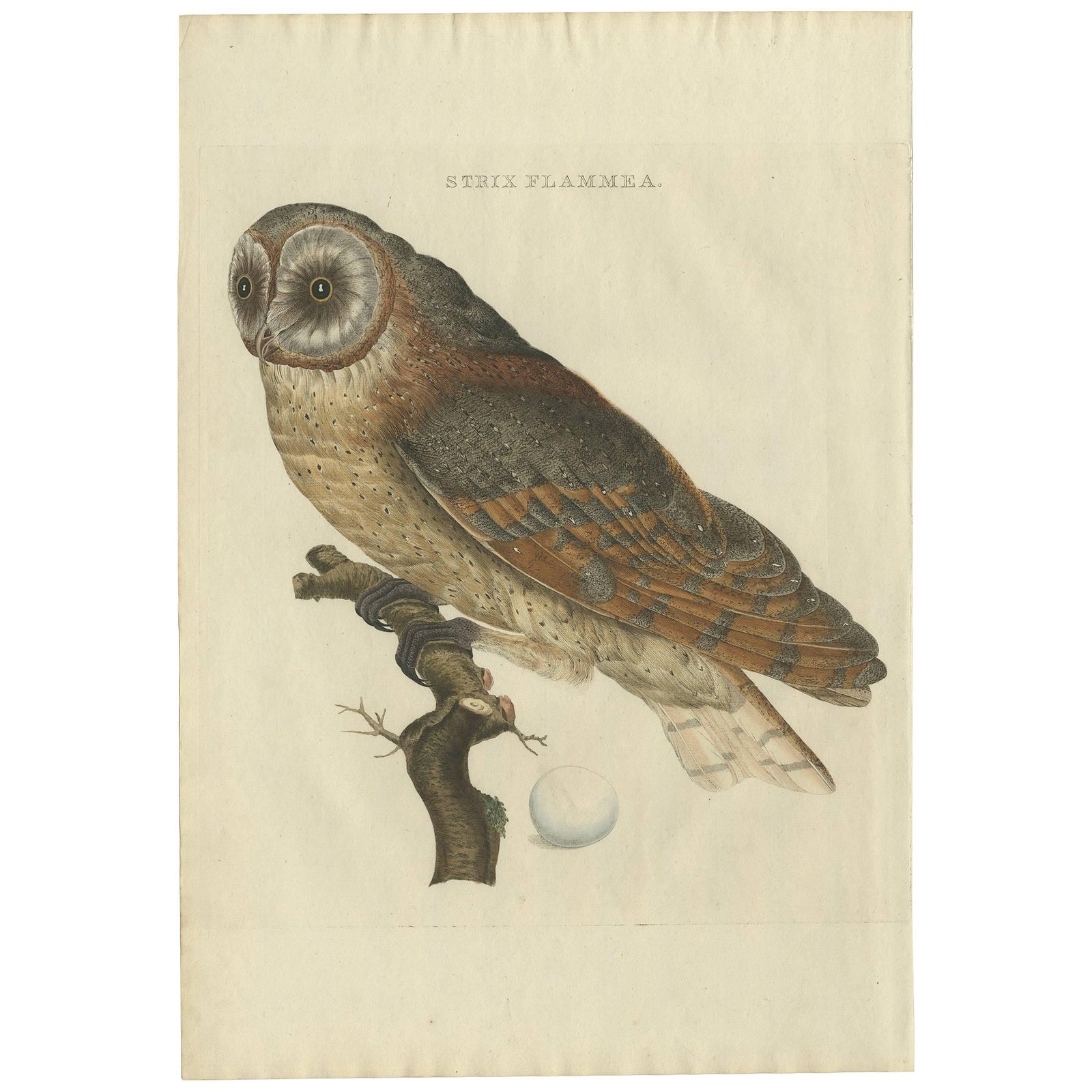 Strix Flammea, Antique Barn Owl Print by Nozeman & Sepp, 1829