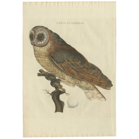 Strix Flammea, Antique Barn Owl Print by Nozeman & Sepp, 1829