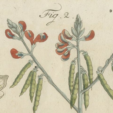 Venus Flytrap Carnivorous Plant, Antique Bertuch Print, circa 1805, close-up 5