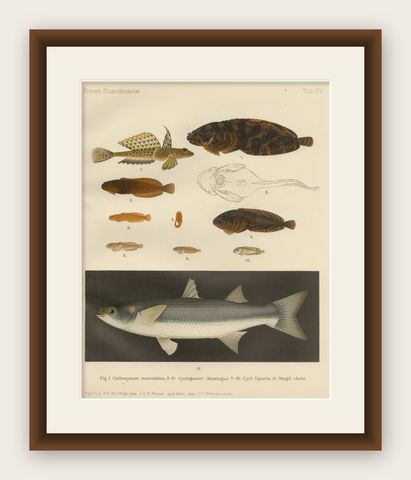 Spotted Dragonet, Montagu’s Sucker, Liparis, Thicklip Grey Mullet - Fish Prints, shown framed