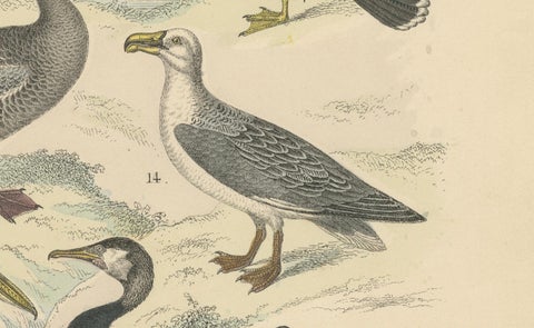 Water Birds Print: Swan, Pelican, Cormorant, Ducks, Antique 1867, close-up 2