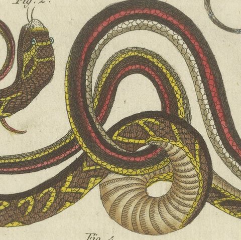 Antique Print of various Snakes including the Buff Striped Keelback Snake, 1800, close-up 2