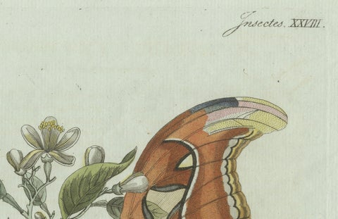 Original Antique Print of an Atlas Moth by Bertuch, circa 1800, close-up 1