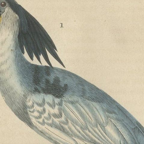 Original Hand-Colored Print of a Boatbill, Hammerhead and a Pink Spoonbill Bird, close-up 4