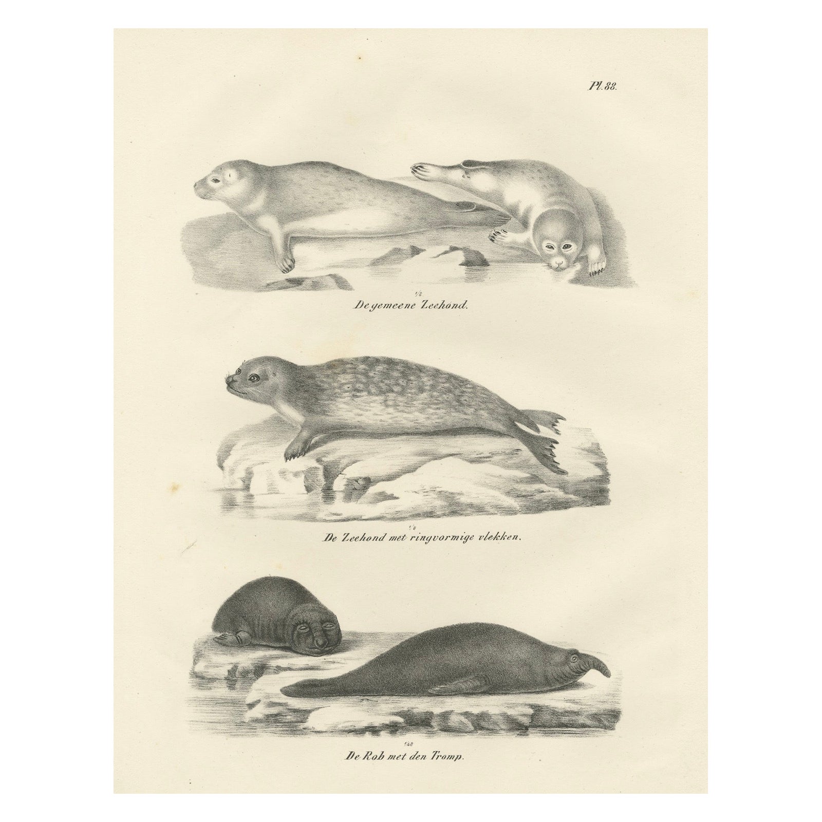 19th-Century Lithograph of Seals and Elephant Seals in Arctic and Marine Habitat