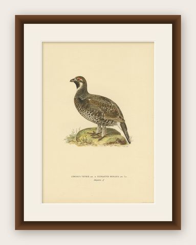 Antique Bird Print of the Hazel Grouse by Von Wright '1927', shown framed
