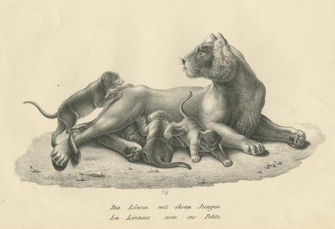 Original Antique Print of a Lioness and Her Cubs, view 3