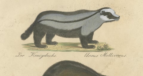 Raccoon, Honey Badger & Wolverine, Brodtmann Lithograph, 1816, close-up 2