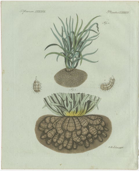 Original Antique Botanical Print of Tiger Nut by Bertuch, 1800
