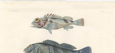 Museum-Quality Illustration of Rare Pacific Fish, Hand-Colored 1846, close-up 1