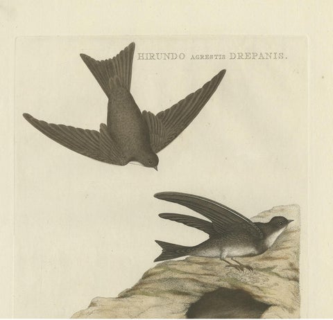 Antique Bird Print of the Sand Martin by Sepp & Nozeman, 1770, view 3
