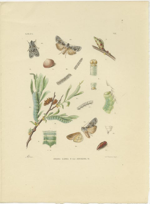 Antique Moth Pair Xylina Lambda Ortholithia by Sepp & Brants - Handcolor, 1905, view 2