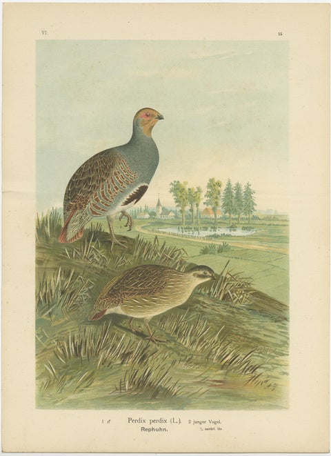 Partridges in Rural Landscape, Antique 19th Century Bird Chromolithograph, view 2