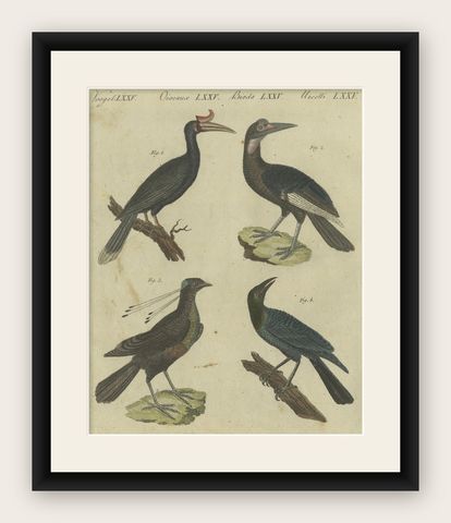 Exotic Birds: Hornbill, Lyrebird, and Glossy Starling Engraved by Bertuch, 1805, shown framed