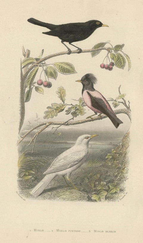 Common Blackbird, Rosy Starling and Albino Blackbird, Antique Bird Print, 1860, close-up 1