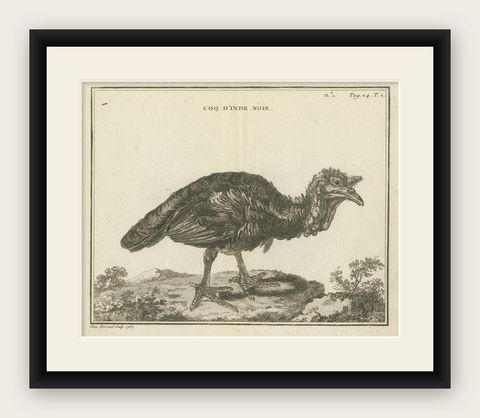 Antique Bird Print of a Black Rooster by Fessard, 1819, shown framed