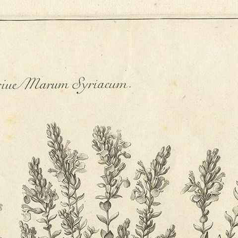 Syrian Oregano (Origanum Syriacum), Antique Botanical Engraving c.1676, close-up 1