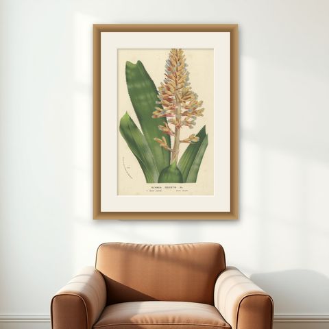 Blue-Flowered Aechmea Botanical Illustration by Louis van Houtte, 19th Century, shown framed on a wall