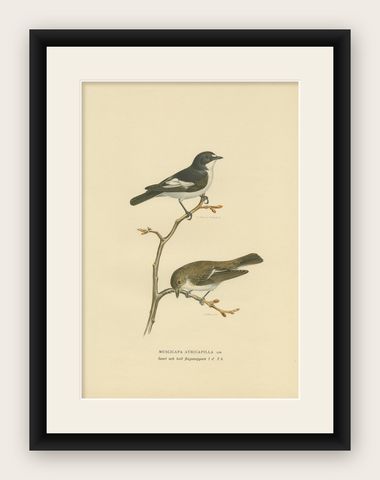 Antique Bird Print of the Pied Flycatcher by Von Wright '1927', shown framed