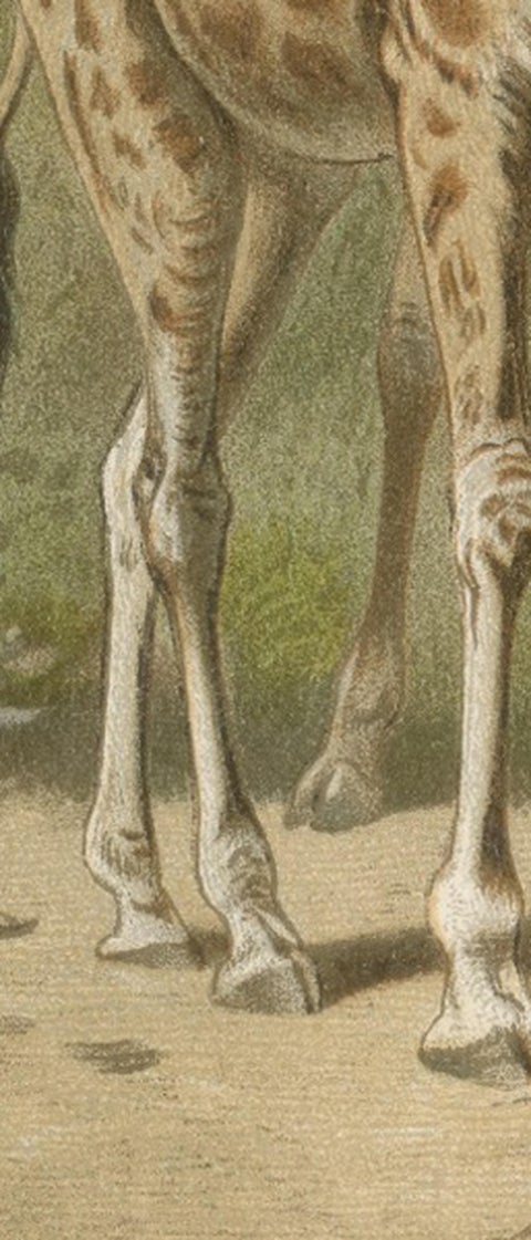 South African Giraffes, Antique Safari Chromolithograph, 1894, view 8
